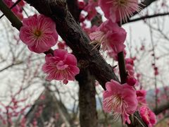 -香雪海
