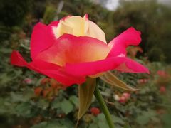 -人民公园(罗湖区)