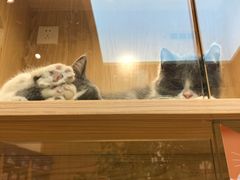 -屋虎猫馆(宝安大仟里店)