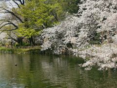 -井之头恩赐公园