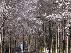 -杭州植物园