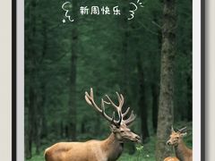 -华祥苑茶馆•国缤茶小蓝罐(普罗旺斯店)