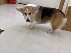 -美联众合动物医院·内科·皮肤科·外科(古城分院)