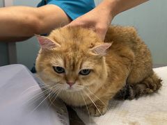-纳吉亚猫专科动物诊疗中心(蒋宅口分院)