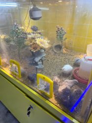 -神奇动物撸宠馆·羊驼·小浣熊·异宠(豫园店)
