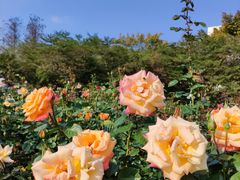 -人民公园(罗湖区)