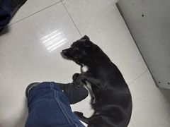 -翊宠yipet猫狗购宠庄园犬舍•猫舍