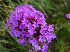 -上海鲜花港