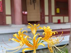 -西安大兴善寺