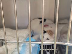 -佳怡动物医院·平价24小时·猫专科骨外科