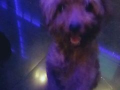 -V SHOW max KTV(粉巷店)