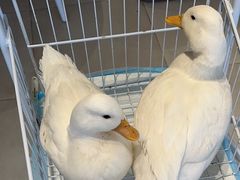 -怪兽屋·羊驼·猫咖·狗咖(俊华广场店)