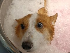 -PETKIT小佩宠物·低压洗护(国顺东路店)