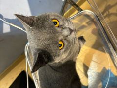 -Meowの猫咖(万家丽店)