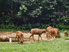 -广州长隆野生动物世界