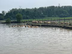 -溱湖国家湿地公园