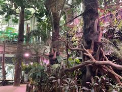-正佳雨林生态植物园