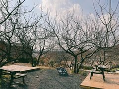 -北马山庄植趣咖啡