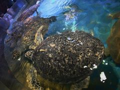 -多彩贵州城极地海洋世界