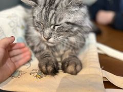 -猫爪屋猫咖(乐汇城店)