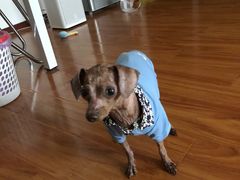 -康乐宝动物医院