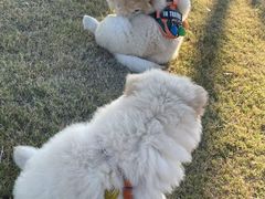 -艾贝尔宠物医院·24H转诊中心·肿瘤猫专科(江宁双龙店)