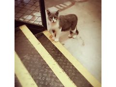 -MIKAKU(万达广场上海宝山店)