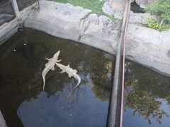 -清迈夜间动物园