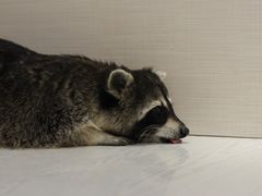 -浣熊柯尔鸭土拨鼠·电玩咖