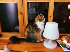 -豆老板的猫咖啡(碑林博物馆店)