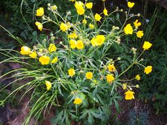 -白草畔自然风景区