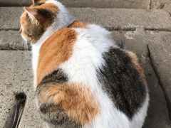 -龙华寺