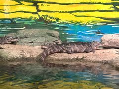 -上海海洋水族馆