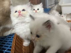 -米苏动物医院·犬猫专科·骨科外科内窥镜