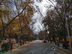 -三里屯东五街银杏大道