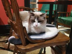 -猫色咖啡·猫咖