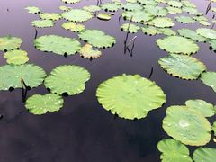 -大塘金香草谷