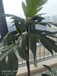 -HEYAN荷妍专业脱毛连锁机构