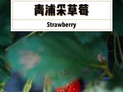 -小鱼草莓采摘园农家乐·小鱼餐厅