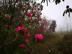 -贵州百里杜鹃风景名胜区