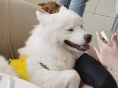 -怪兽屋·羊驼·猫咖·狗咖(俊华广场店)