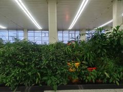 -石家庄正定国际机场-T2航站楼