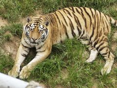 -西霞口神雕山野生动物世界