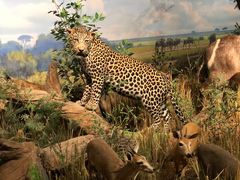 -陕西自然博物馆