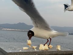 -海埂大坝