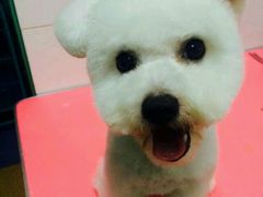 -喵宠乐园·撸猫互动·猫舍