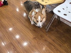 -汪说·狗咖·拼豆·宠物周边DIY(旺城大厦店)