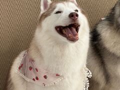 -星多哈·狗咖·拼豆·咖啡