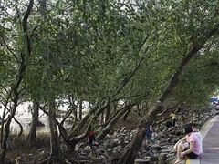 -宝安西湾红树林湿地公园