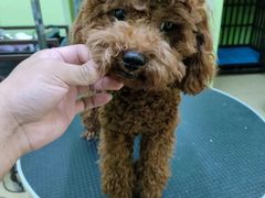 -沐沐家宠物(成寿寺店)